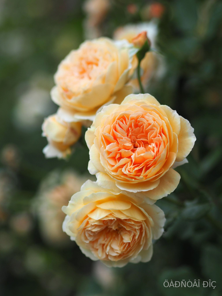    (Crown Princess Margareta)