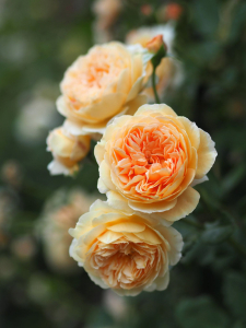    (Crown Princess Margareta)