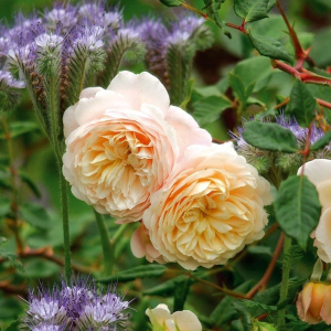   (Crocus Rose)