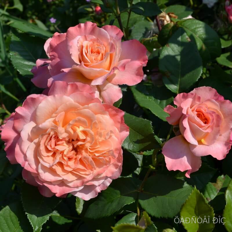   (Augusta Luise)