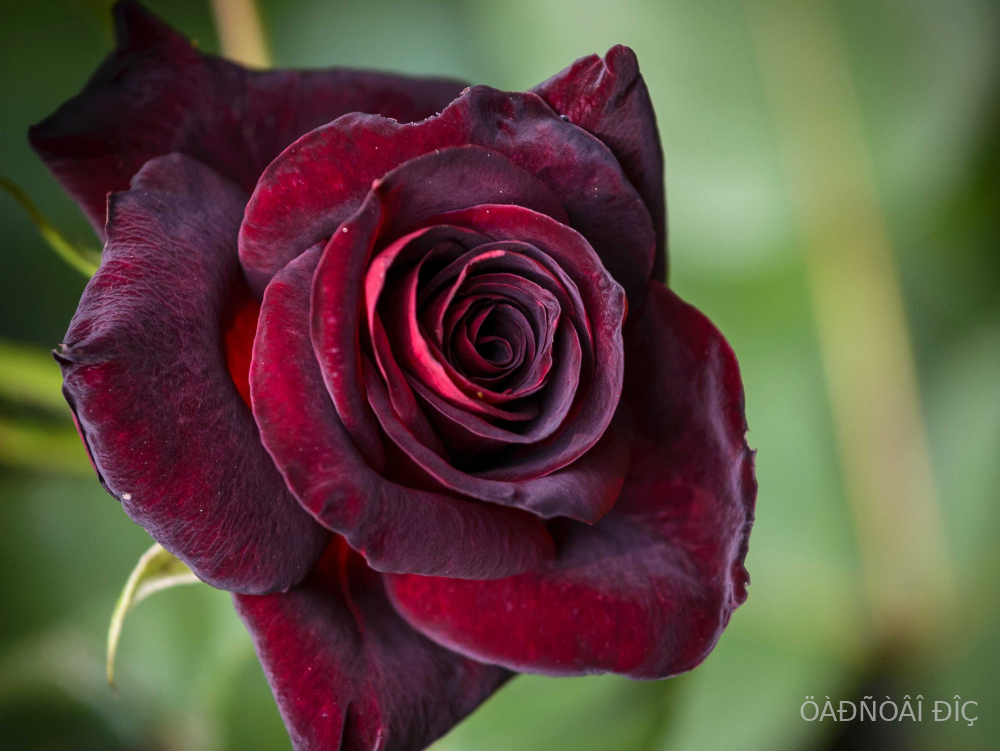   (Black Baccara)