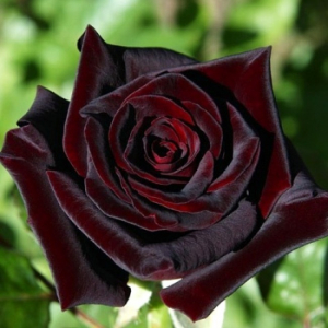   (Black Baccara)