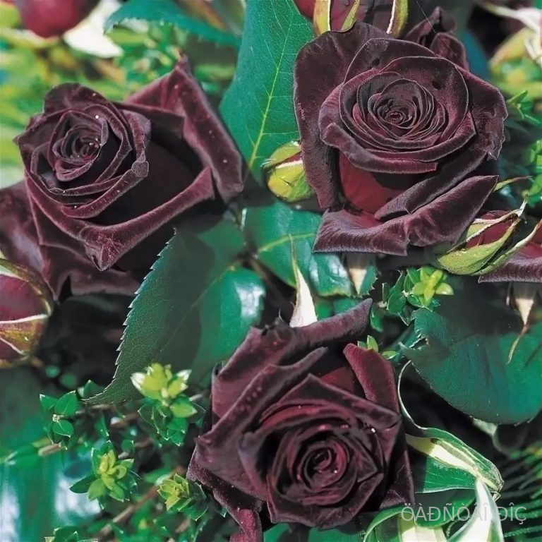   (Black Baccara)