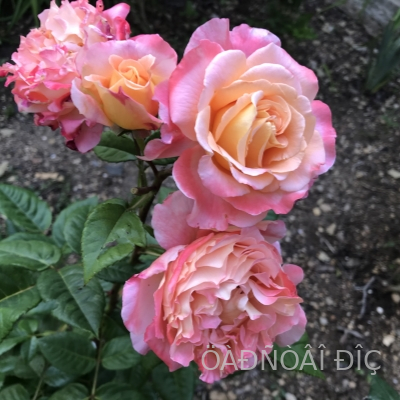   (Augusta Luise)