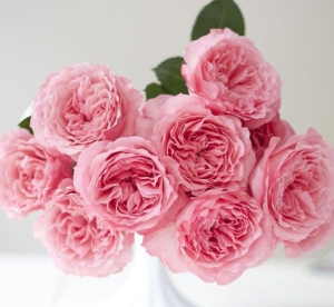   (Mayras Rose)