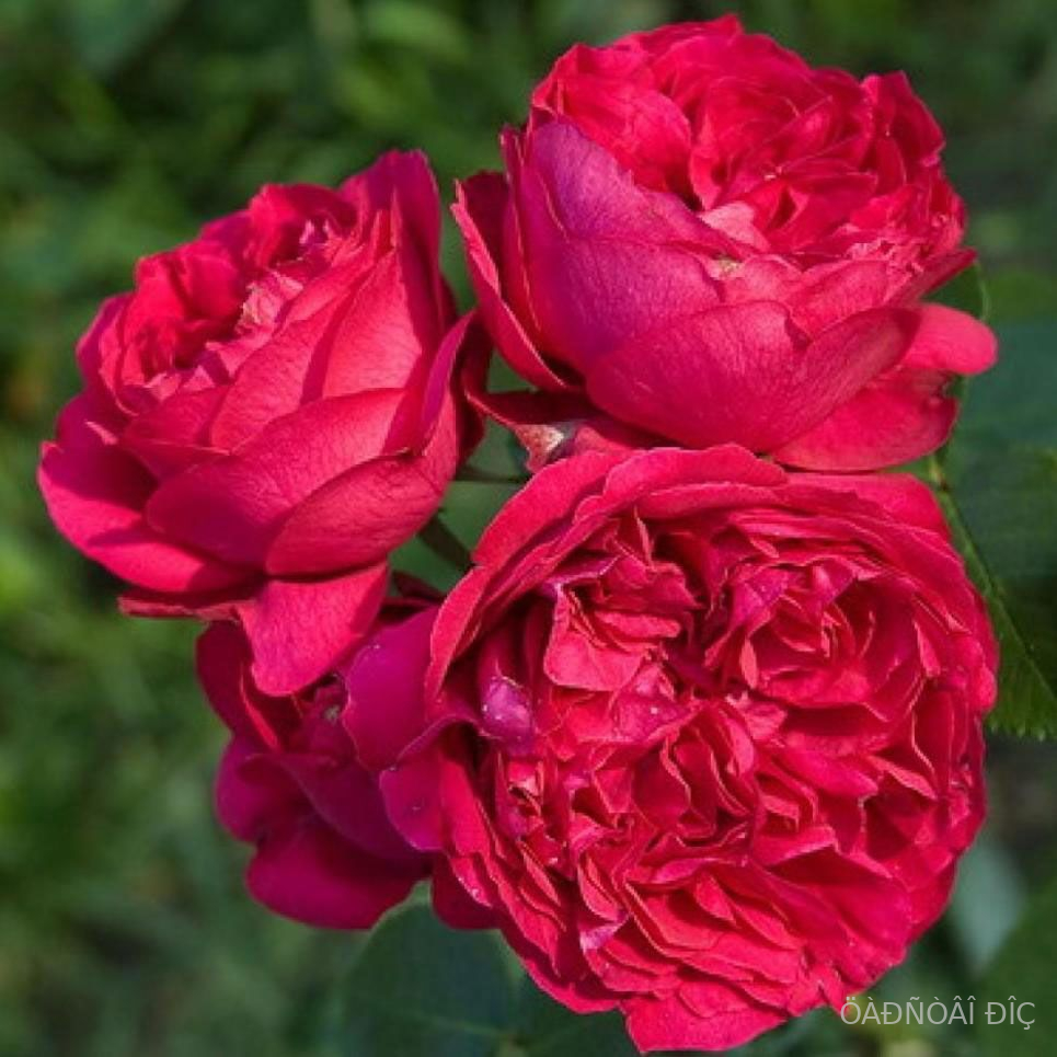    (Red Eden Rose)