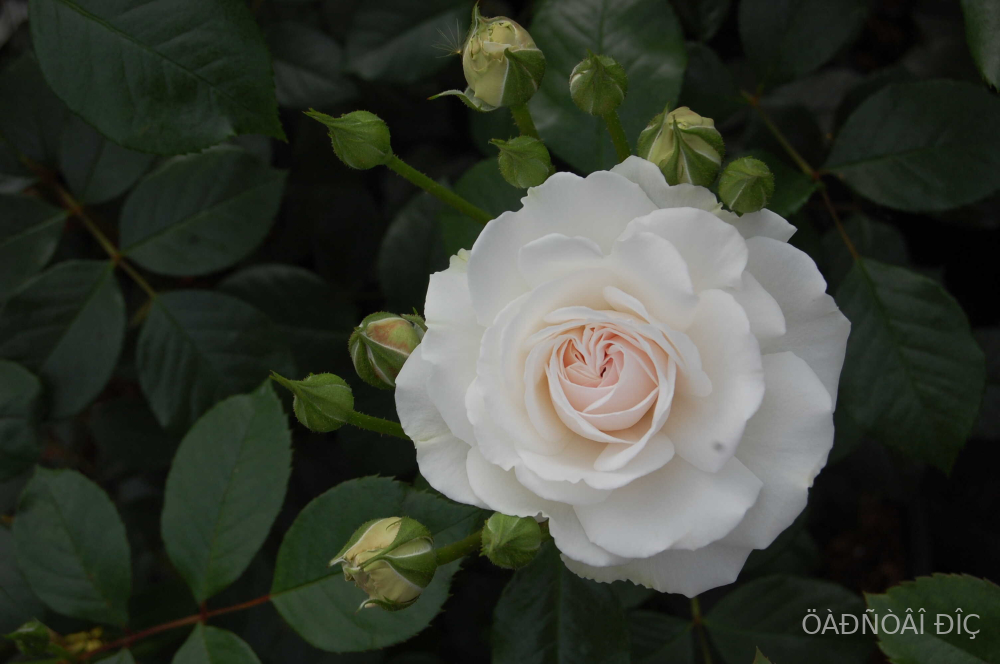     (Great North Eastern Rose)