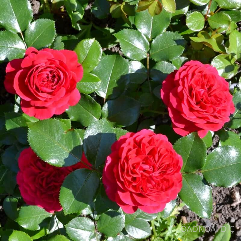     (Red Leonardo da Vinc)