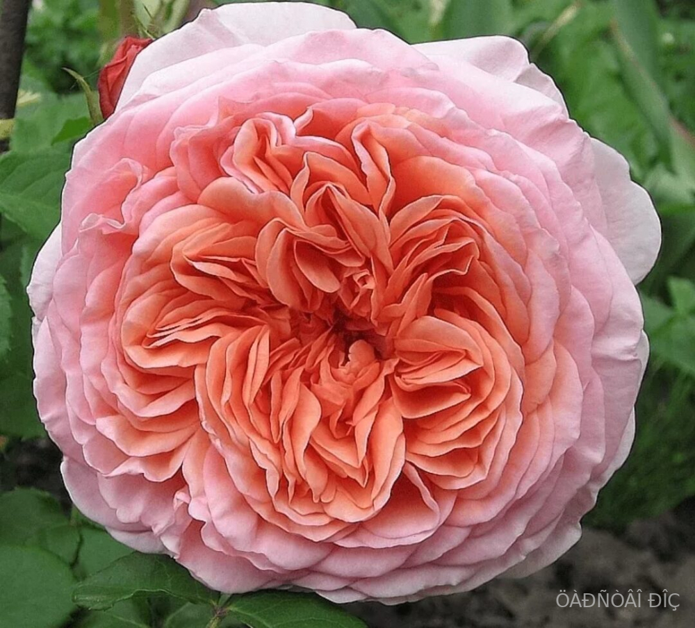   (Abraham Darby) 