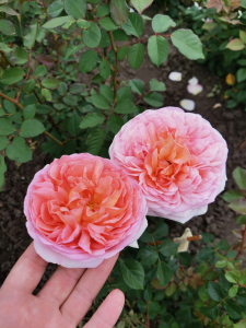   (Abraham Darby) 