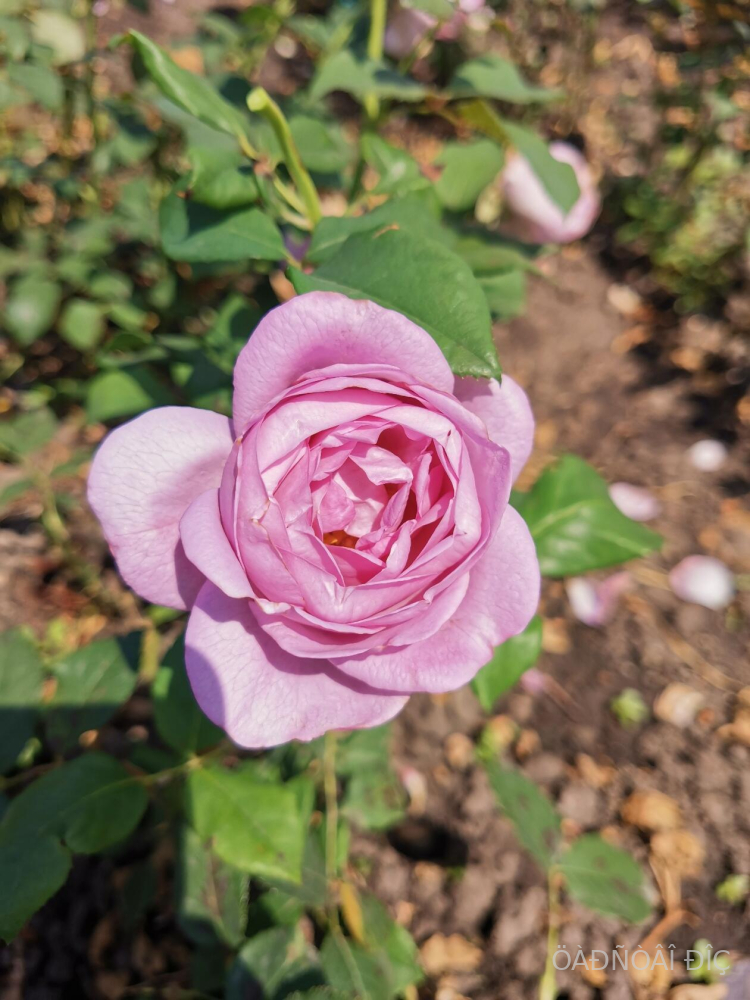   (Blue Storm Rose)