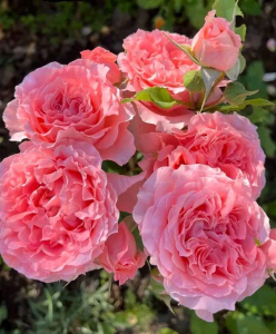   (Corail gelee)