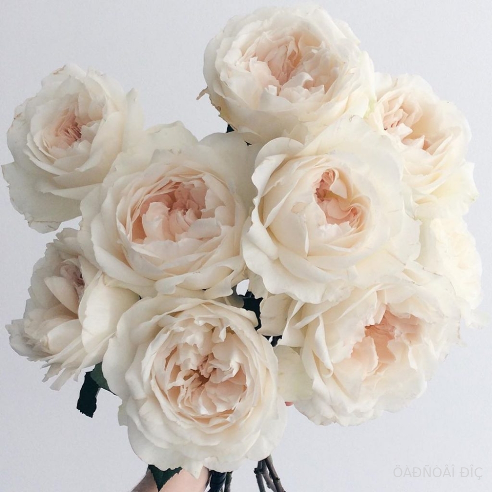 ������� (Eugenie)