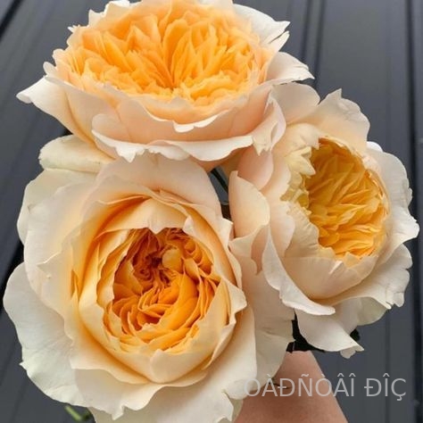 ���� (Effie)