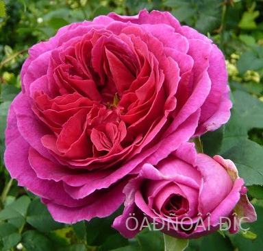 ������ (Othello)