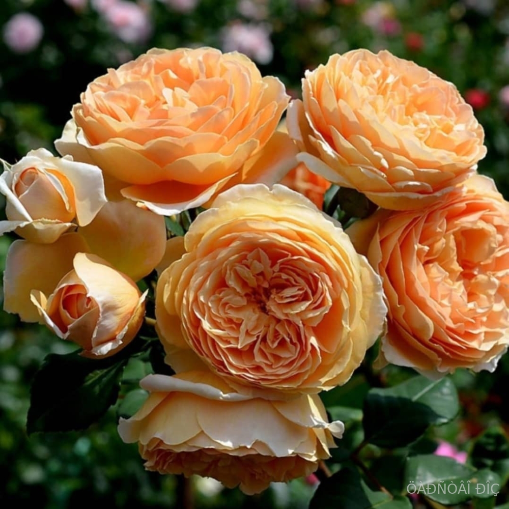 ����� ��������� �������� (Crown Princess Margareta)