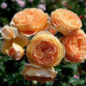 ����� ��������� �������� (Crown Princess Margareta)