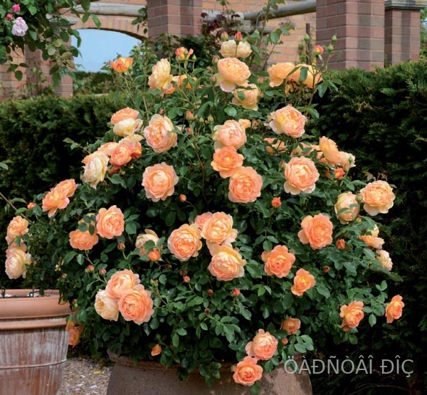 ���� �� ����� (Lady Of Shalott )