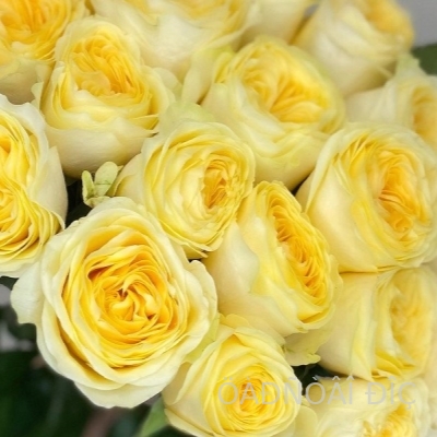 ��������� (Buttercup)