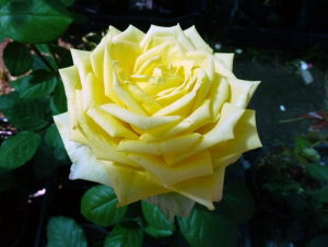 �������� (Amandine)