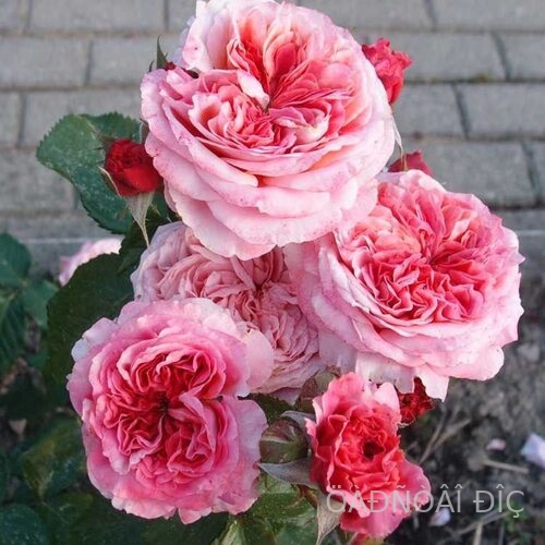 ��������� (Eisvogel)