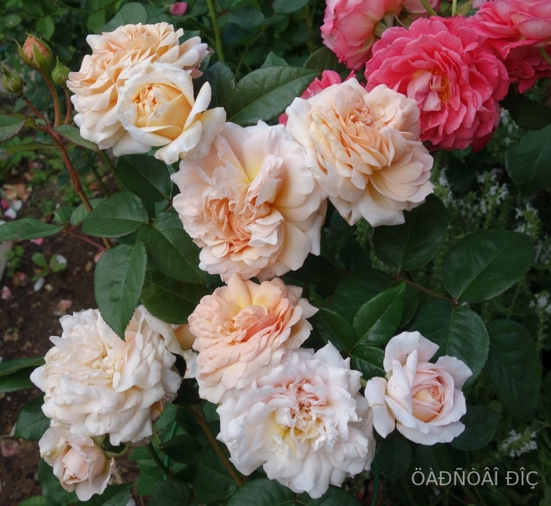 ���������� ( Weisvogel )