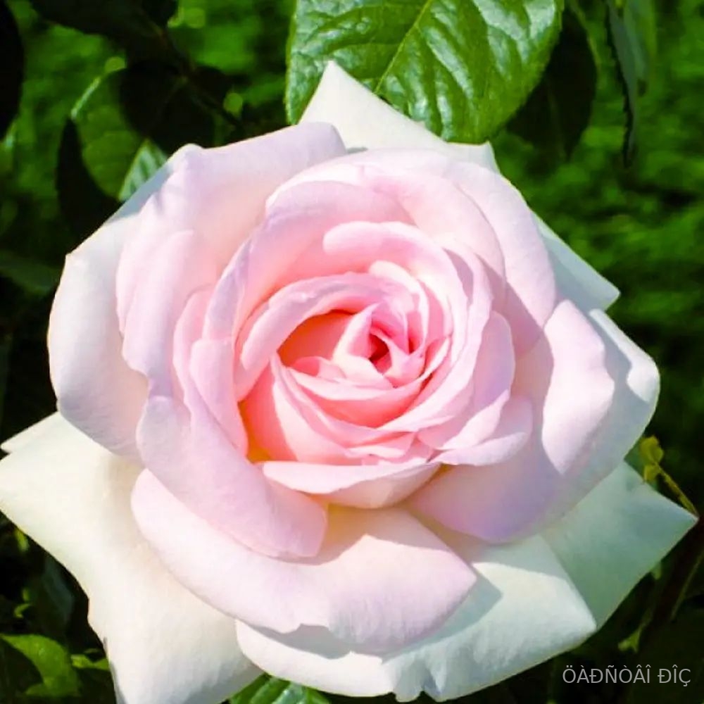 ��������� ������ (Alexandre Pouchkine)