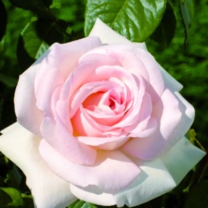 Александр Пушкин (Alexandre Pouchkine)