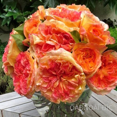 ����� ������� (Henri Delbard)