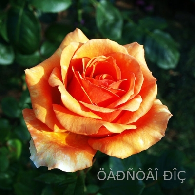 ����� (Ashram)