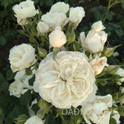 ���� ����� (White Piano)