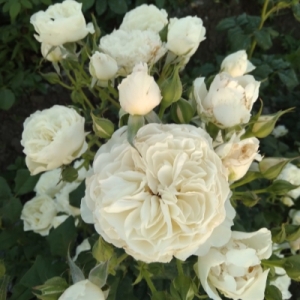 ���� ����� (White Piano)