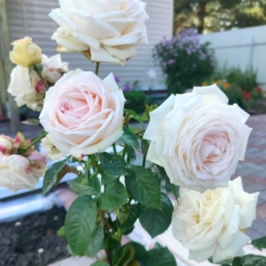����� ������ (Madame Anisette)