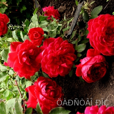 ������ (Quadra)