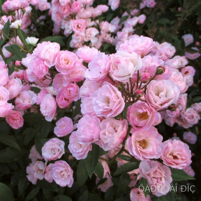 ������� ���� (Heavenly Pink)