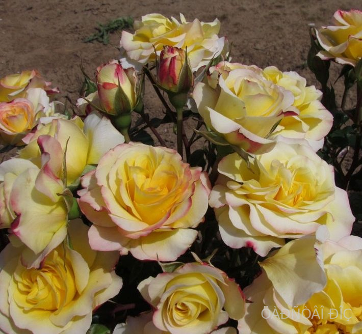 ���������� (Hummingbird)