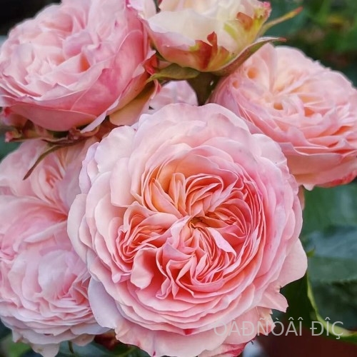 ������������� �������� (Victorian Classic)