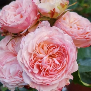 ������������� �������� (Victorian Classic)