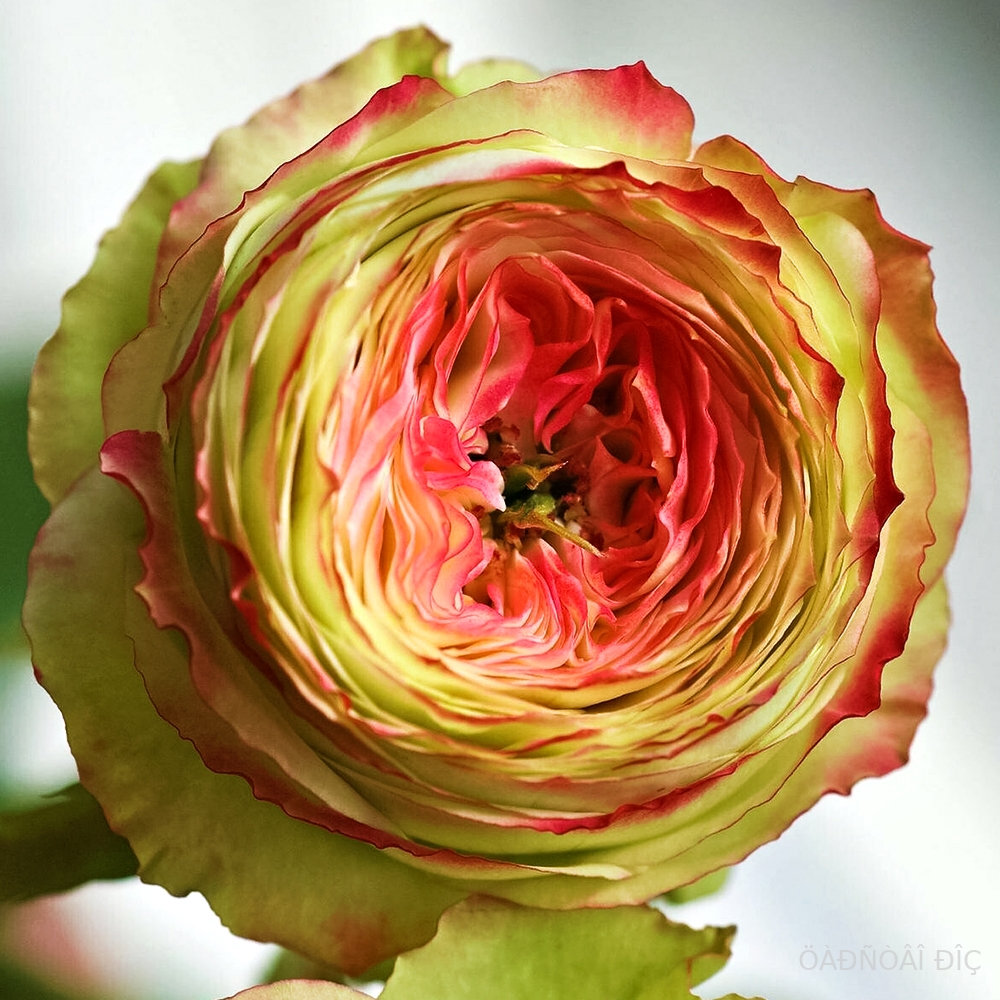 ����� ������ (Latin Pompon)