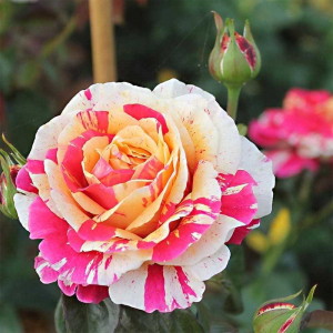 ������� ����� (Vanille Fraise)