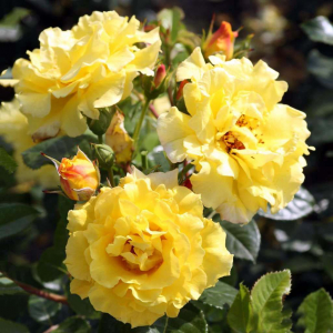 ����� (Lucia)