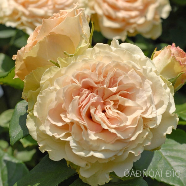 ������� ������� (Emerald Isle)