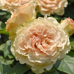 ������� ������� (Emerald Isle)