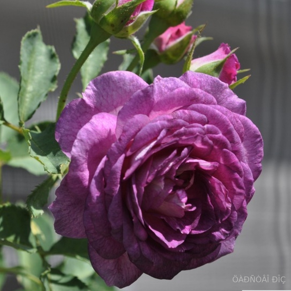 �������� ���� (Lavender Crush)