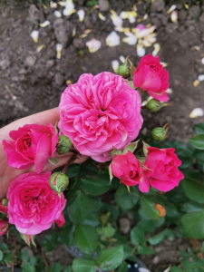 ����� ������ (Maria Theresia)