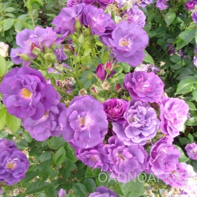��� �� � (Blue for you)