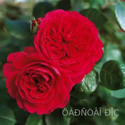 ��� �������� �� ����� (Red Leonardo da Vinc)