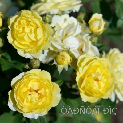 ������� �� ����� (Comtesse Du Barry or Golden Border)