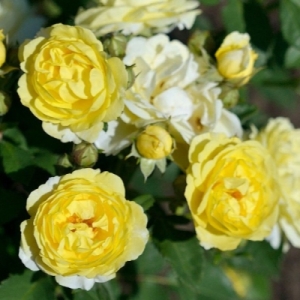 ������� �� ����� (Comtesse Du Barry or Golden Border)