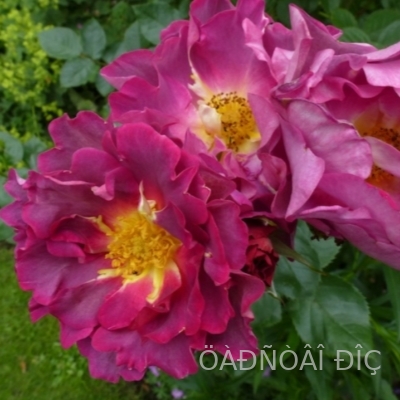 ���������� (Blauwestad)